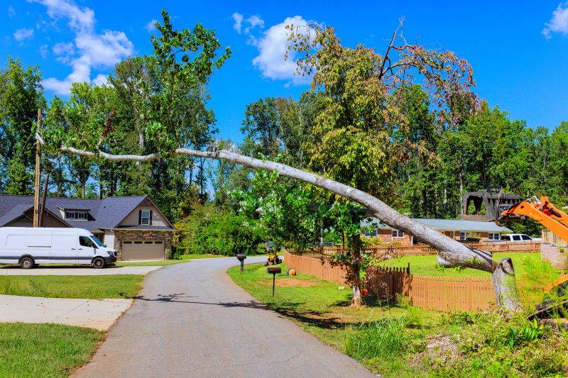 Cost of Emergency Tree Removal in Sun Prairie, WI