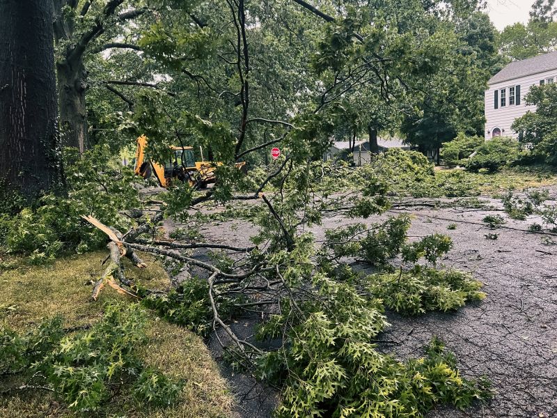 Tree Removal Black Friday Deals