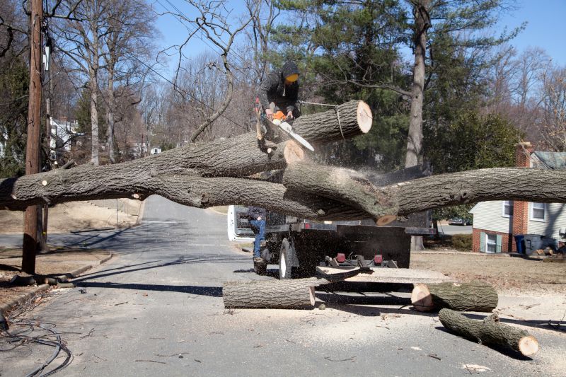 Tree Removal Service Information
