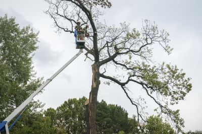Who Provides Tree Removal Services in Sun Prairie WI