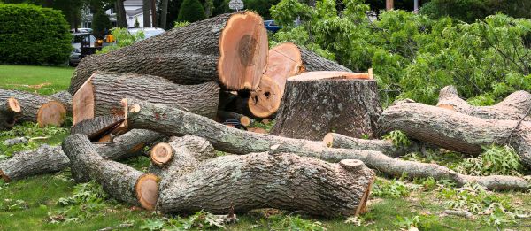 Cost of Large Tree Removal in Sun Prairie