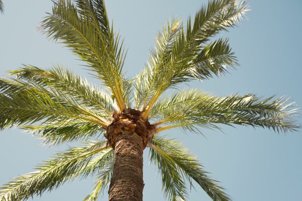 Cost of Palm Tree Removal in Sun Prairie