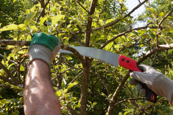 Cost of Small Tree Removal in Sun Prairie