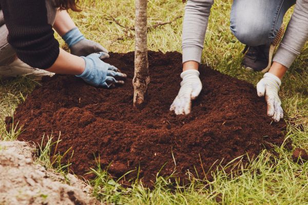 Tree Transplanting Service