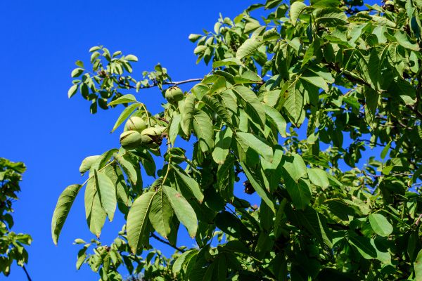 Cost of Walnut Tree Removal in Sun Prairie
