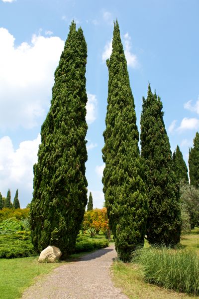 Cost of Cypress Tree Removal in Sun Prairie