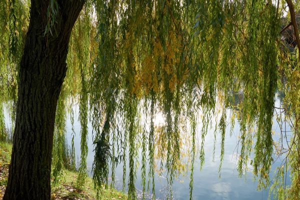 Cost of Willow Tree Removal in Sun Prairie
