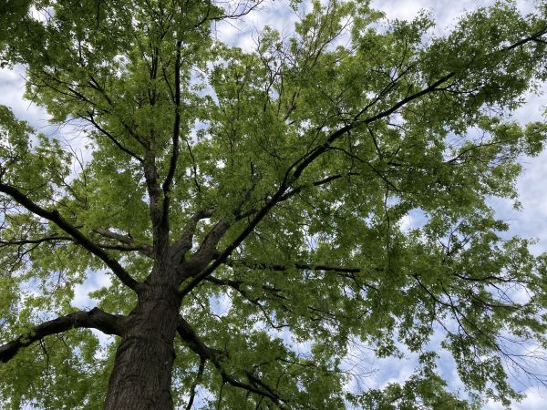 Cost of Oak Tree Removal in Sun Prairie