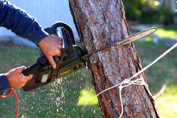 Cost of Dead Tree Removal in Sun Prairie