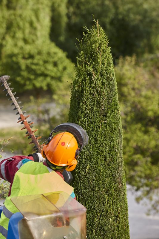 Cypress Tree Removal