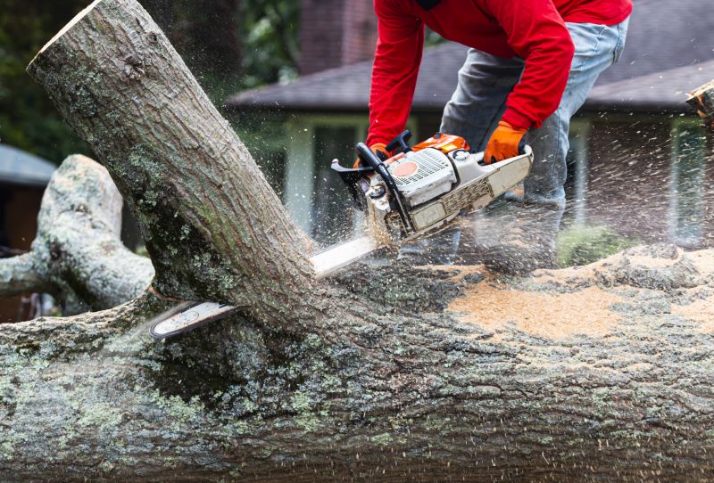 Dead Tree Removal