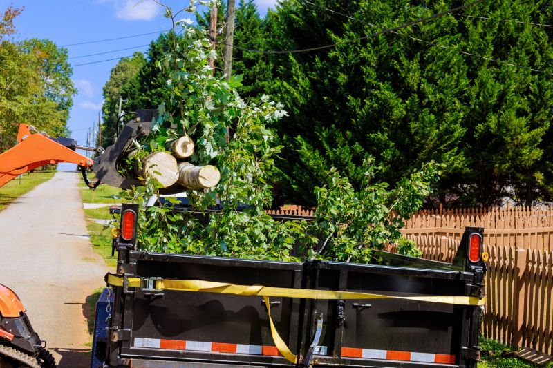 Elm Tree Removal