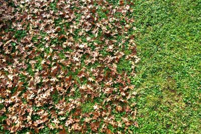 Seasonal Landscape Care