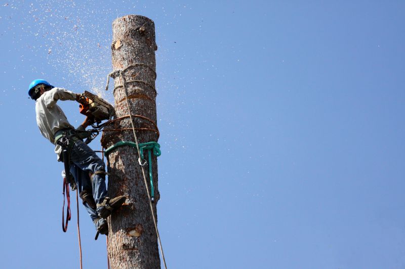 Tree Cutting in Progress