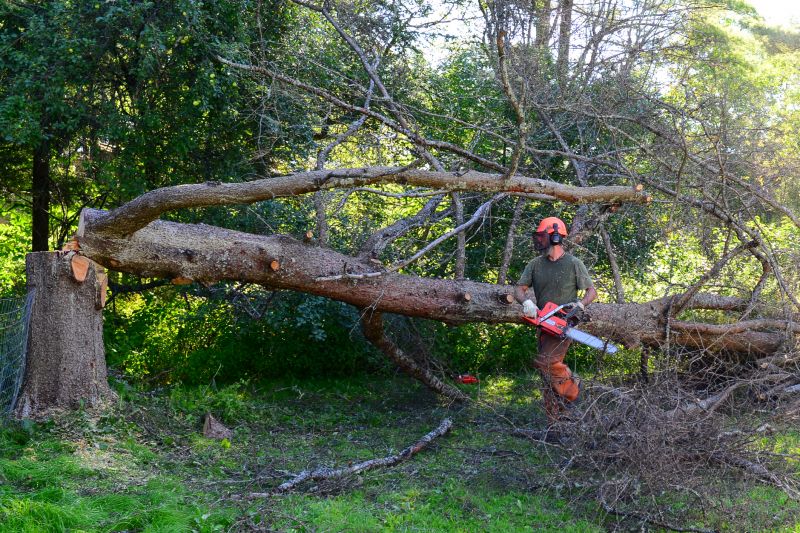 Maple Tree Removal