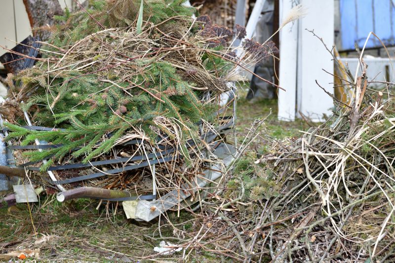 Tree Removal Service