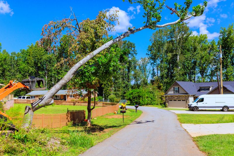 Tree Removal Service