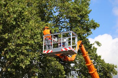 Emergency Tree Removal